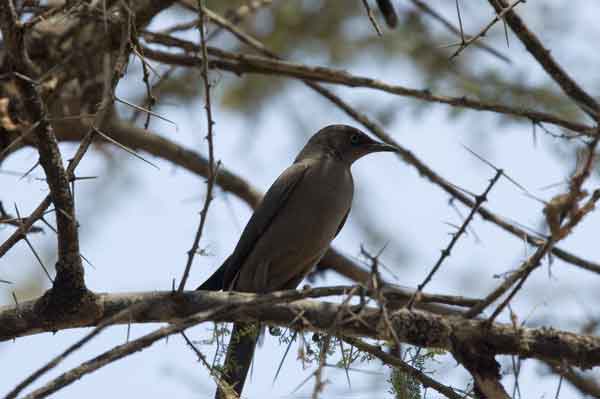 Pájaro de Ceniza - parque nacional de Tarangire - Tanzania 2.jpg